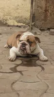 Dog Care and Keeping Services - 2