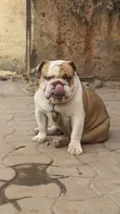 Dog Care and Keeping Services - 3