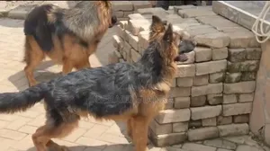 3-6 Month Female Purebred German Shepherd