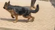 3-6 Month Female Purebred German Shepherd - 2