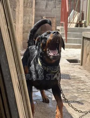 Professional Dog Training Services
