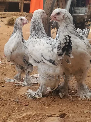 Brahma Chickens