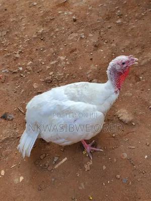 Pure White Turkey Breed