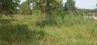 Residential Land for Sale in Entebbe Kasanje - 3
