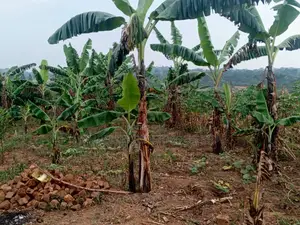 Land for Sale - Migadde Kakelenge, Bombo Road