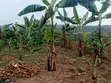Land for Sale - Migadde Kakelenge, Bombo Road - 1