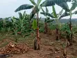 Land for Sale - Migadde Kakelenge, Bombo Road - 2