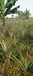 Land for Sale - Luweero, 470 Acres - 2