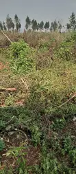 Land for Sale - Luweero, 470 Acres - 3