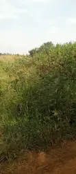 Land for Sale - Ntinda Kissasi Road - 2