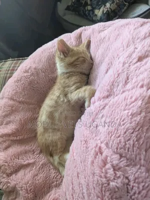 Female Exotic Kitten, 1-3 Months Old
