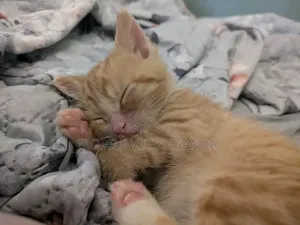 Purebred Bombay Kitten - 1-3 Months Old