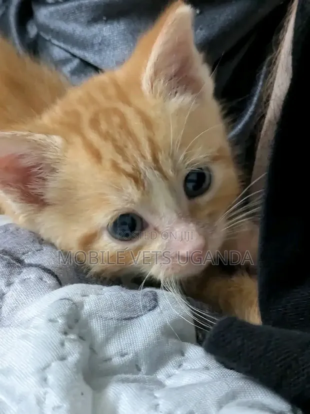 Female Exotic Kitten, 1-3 Months Old - 1