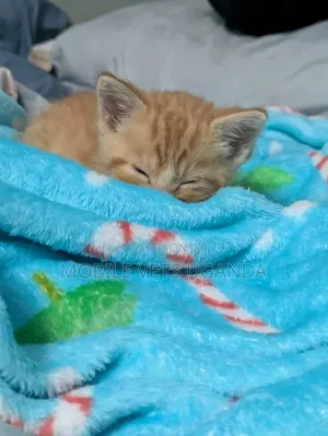 1-3 Month Old Male Purebred Oriental Kitten