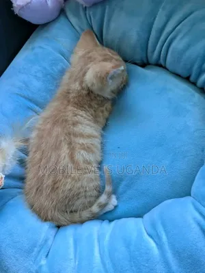 1-3 Month Male Purebred American Shorthair Kitten