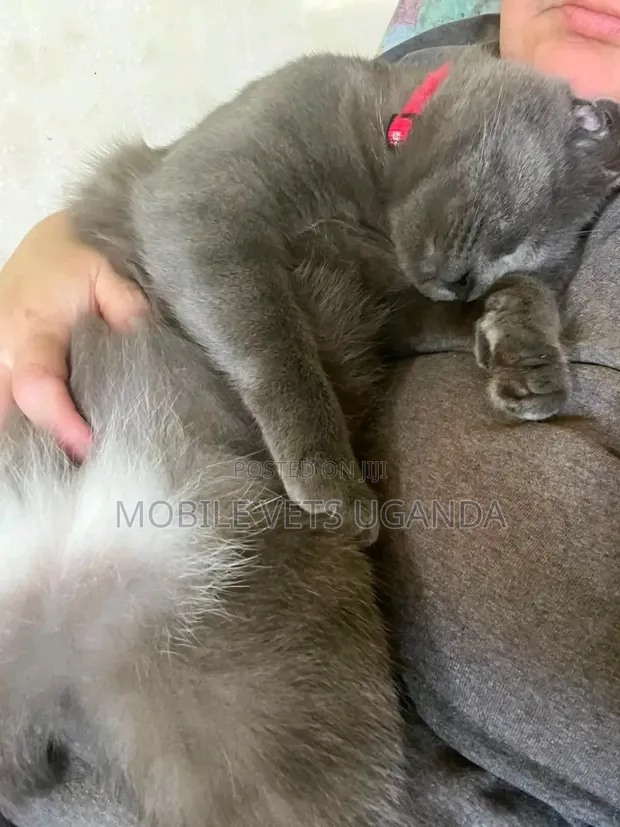 1-3 Month Male Purebred American Bobtail Kitten - 1