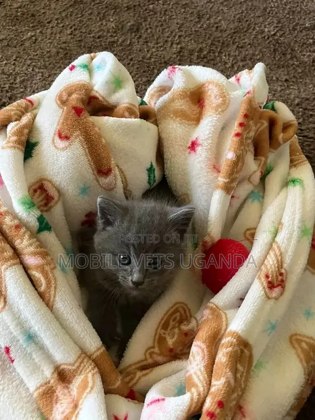 Purebred Bombay Kitten - 1-3 Months Old - 1