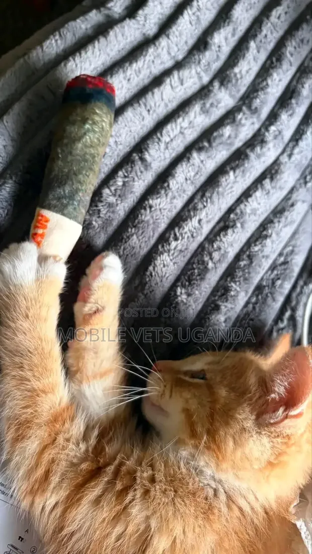 Female Purebred Exotic Kitten, 1-3 Months - 1