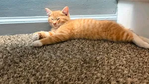 Female Purebred Selkirk Rex Cat, 3-6 Months