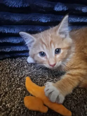 Purebred Bombay Kitten - 1-3 Months Old