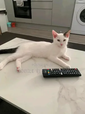 Male Purebred Bombay Kitten (0-1 Month)
