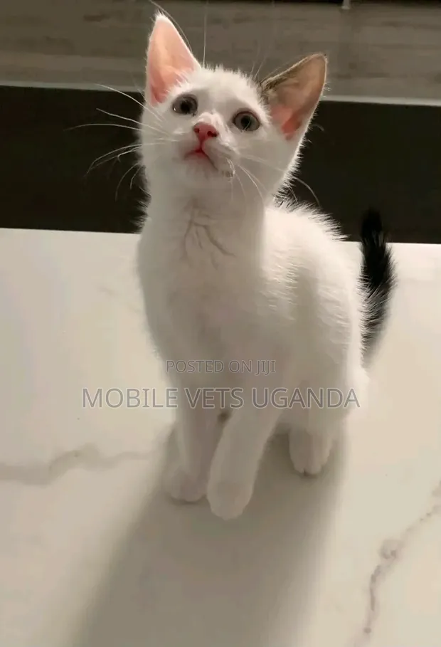 Female Himalayan Kitten - 1-3 Months Old - 1