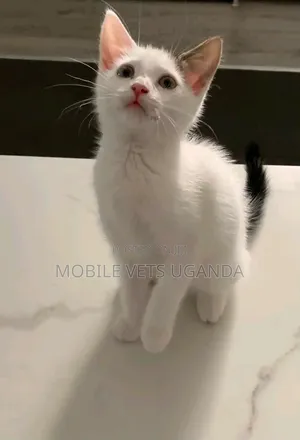 Female Himalayan Kitten - 1-3 Months Old