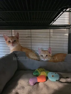 Purebred Bombay Kitten - 0-1 Month Male