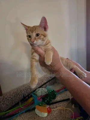 Purebred Singapura Kitten - 1-3 Months Old