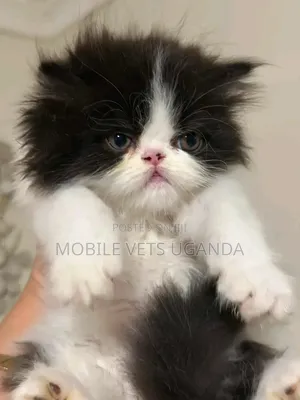 Purebred Persian Kitten - 1-3 Months Male