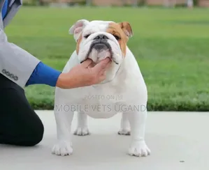 Female Purebred Bulldog, 3-6 Months Old