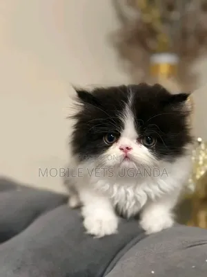 Purebred Persian Kitten - Female, 0-1 Month