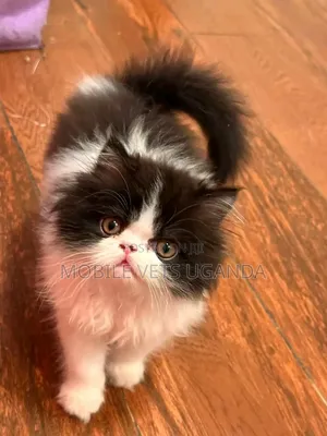 Purebred Persian Kitten - 1-3 Months Male