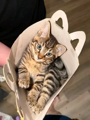 1-3 Month Male Purebred American Bobtail Kitten