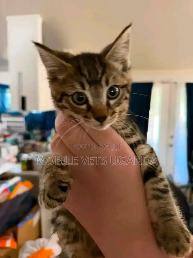 Purebred Bengal Kitten - 1-3 Months Old - 1