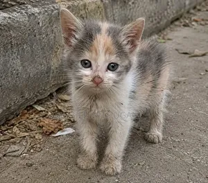 Female Purebred American Curl Kitten (1-3 Months)