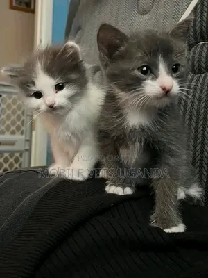 Male Purebred American Curl Kitten (0-1 Month)