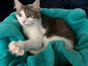 Purebred Bengal Kitten - 1-3 Months Male