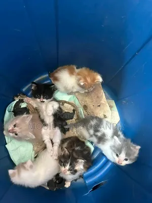 Female Purebred American Curl Kitten (1-3 Months)