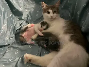1-3 Month Male Purebred American Curl Kitten