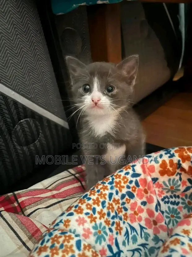Purebred Bombay Kitten - 1-3 Months Male - 1