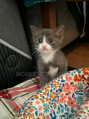 Purebred Bombay Kitten - 1-3 Months Male