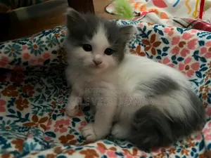 1-3 Month Male Purebred Exotic Kitten