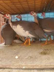 Black Sparkled Guinea Fowl - 1