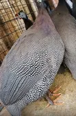 Black Sparkled Guinea Fowl - 2