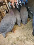 Black Sparkled Guinea Fowl - 3