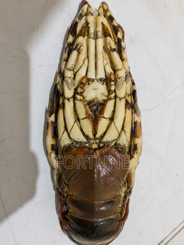 Premium Lobster Fish - 1