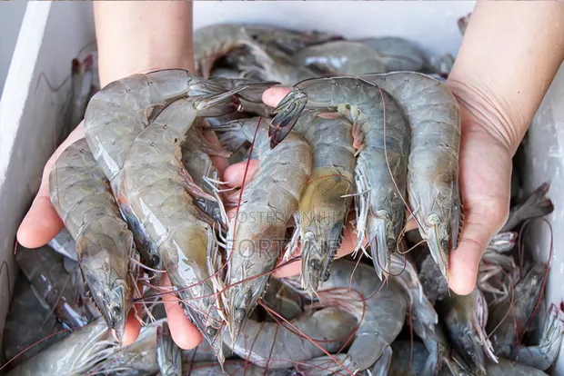 Prawns Fish - 1