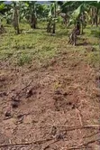 3 Plots for Sale in Kasanjje Ziba - 3