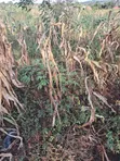 Agreement Land for Sale - Nakawuka Road - 2